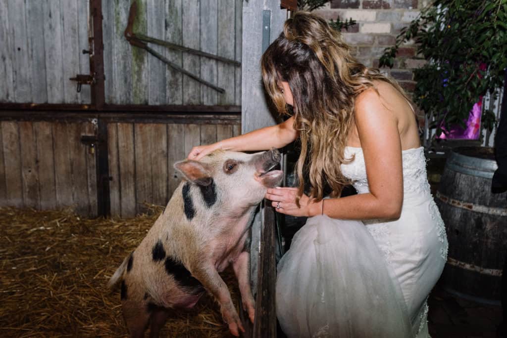 bride patting pig at grounds of alexandria captured by james white photography